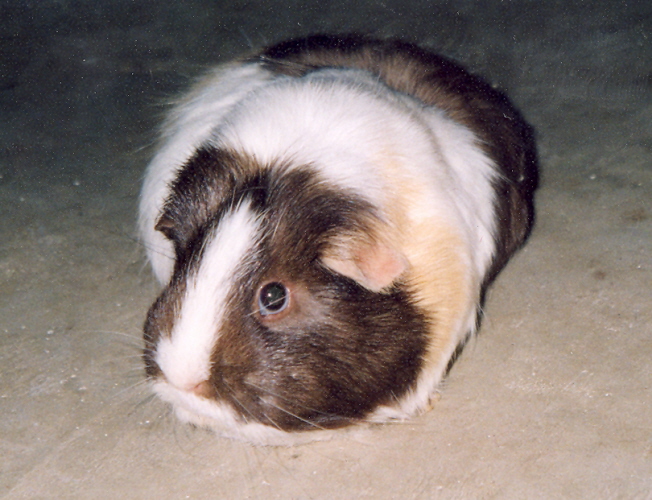 My guinea pig - Misty, taken from my camera