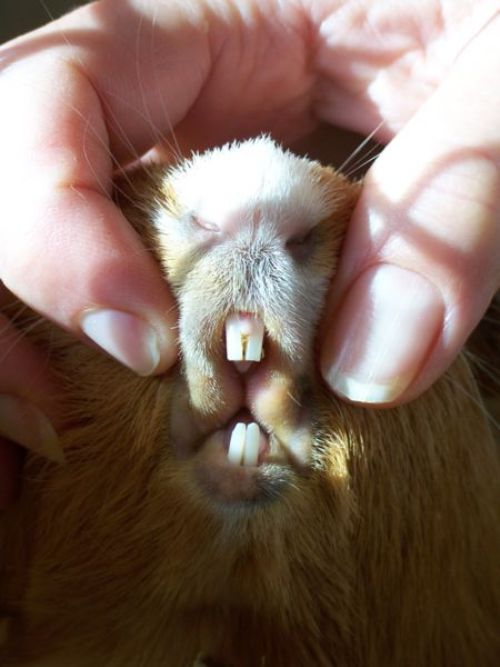 A guinea pig's teeth, found in the free domain