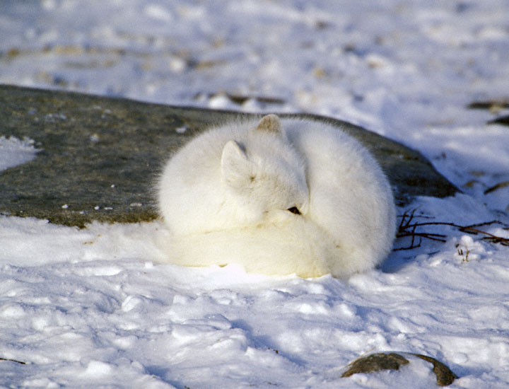 Fox using its bushy tail as an insulating blanket, courtesy of http://www.greglasley.com/arcticfox.html