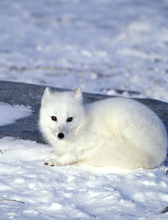 Image located at http://www.greglasley.net/arcticfox.html