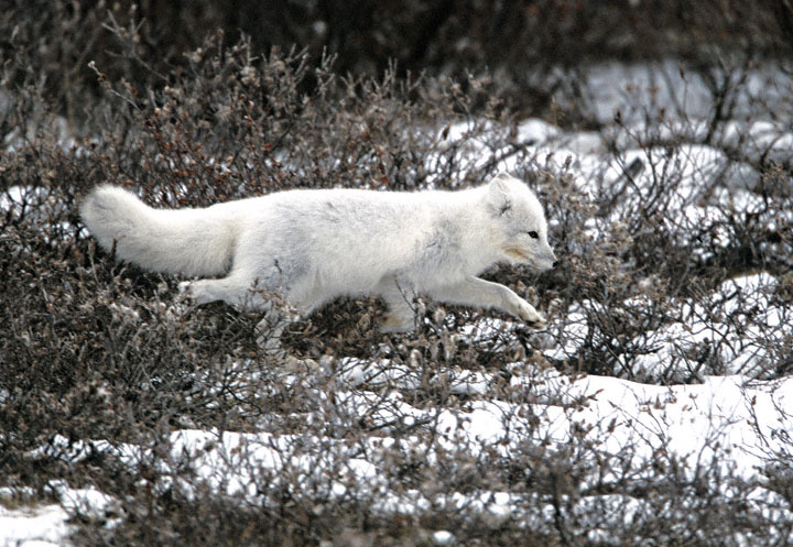 White morph Arctic fox running in the tundra, courtesy of http://www.greglasley.com/arcticfox.html