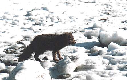 Winter coat of a blue morph Arctic fox, courtesy of http://www.lioncrusher.com/animal.asp?animal=3