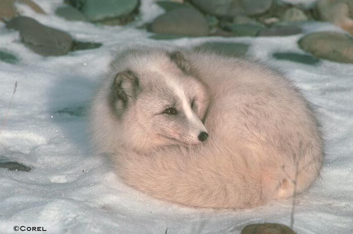 Pale white morph Arctic fox courtesy of http://www.lioncrusher.com/animal.asp?animal=3