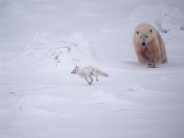Polar bear chasing Arctic fox, courtesy of http://www.soulcatchingimages.com/sub/photo_detail.asp?PRD_ID=74&TYP_ID=16