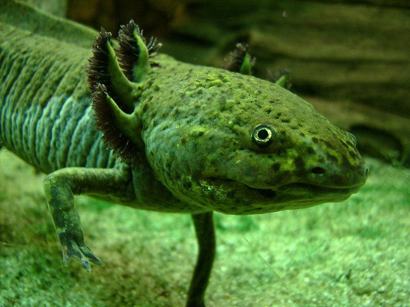 Showing the external gills of the axolotls, found in a public domain