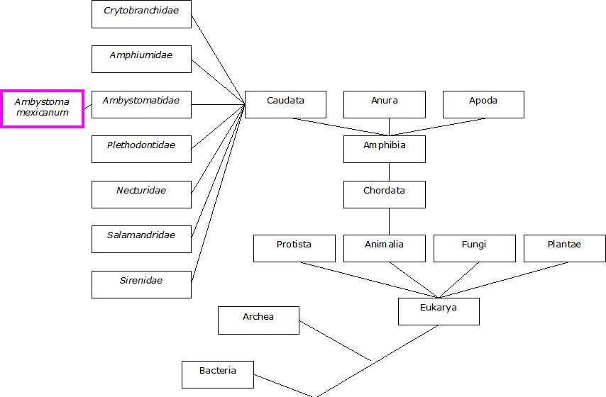 Phylogenetic tree, Britni M. Osuldsen