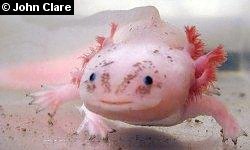Dr. John Clare, axolotls.org