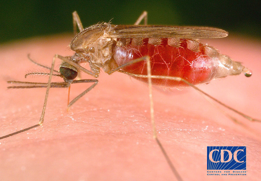 http://www.cdc.gov/malaria/biology/mosquito/frame.htm