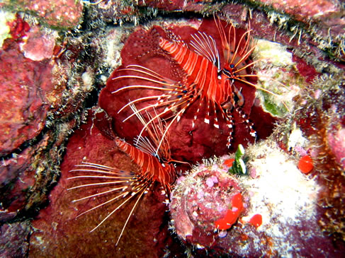 lionfish adaptation fish facts invasion adaptations red lion eat pterois scorpion information 2007