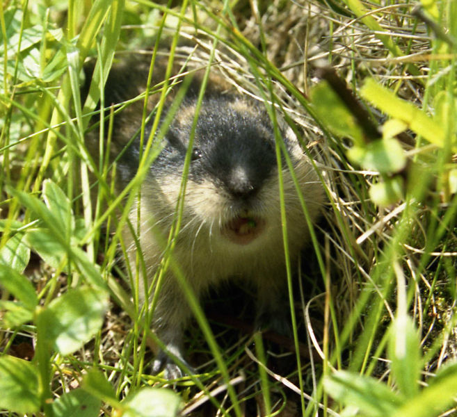 Image from http://commons.wikimedia.org/wiki/Image:Lemming.jpg