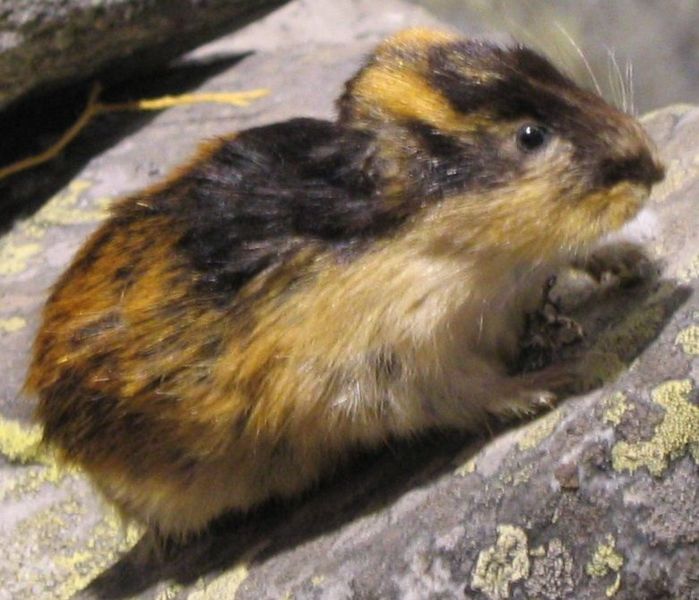 Image from http://commons.wikimedia.org/wiki/Image:Lemming_on_rock.jpg