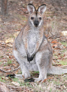 Picture Located at : http://en.wikipedia.org/wiki/Image:Young_red_necked_wallaby.jpg