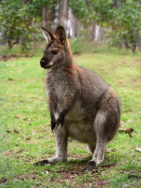 Picture from http://en.wikipedia.org/wiki/Image:Red_necked_wallaby444.jpg