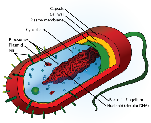 Picture from http://en.wikipedia.org/wiki/Image:Average_prokaryote_cell-_en.svg