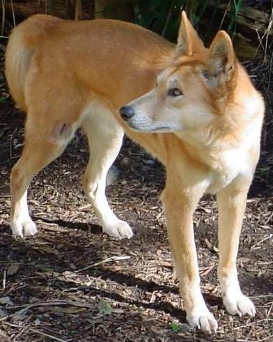 Picture found at: http://en.wikipedia.org/wiki/Image:Dingo3.jpg