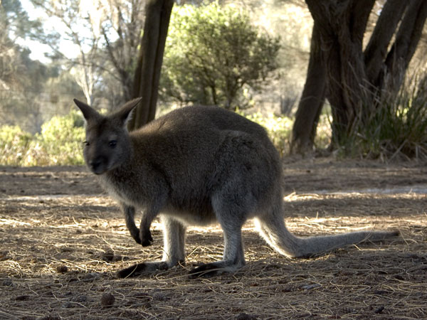 Picture from http://homepage.mac.com/keithdavey/macropods/bennetts-wallaby-36.htm