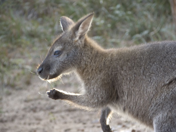 Picture from http://homepage.mac.com/keithdavey/macropods/bennetts-wallaby-39.htm