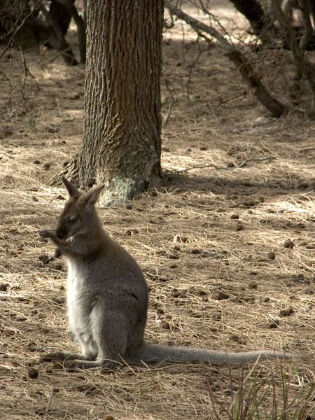 Picture from http://homepage.mac.com/keithdavey/macropods/bennetts-wallaby-51.htm