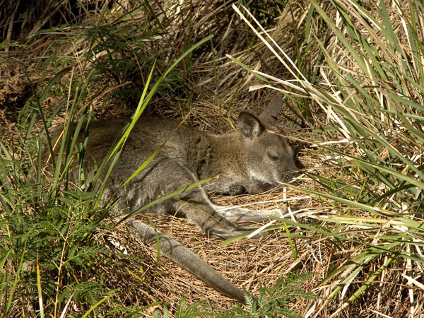 Picture from http://homepage.mac.com/keithdavey/macropods/bennetts-wallaby-53.htm