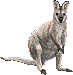 Picture from http://animal.x0.com/animal/red-necked-wallaby/