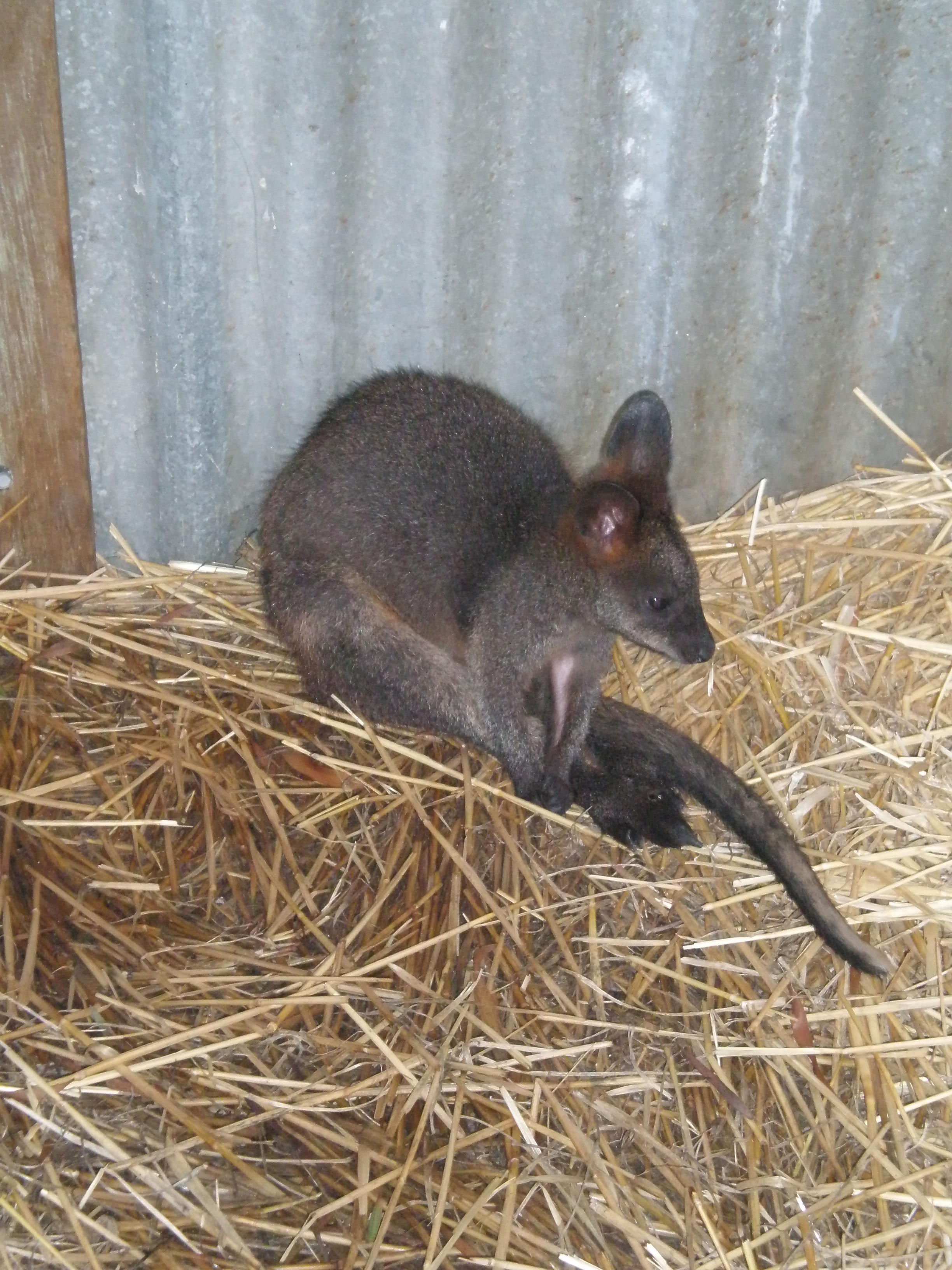 Baby Wallaby Picture from Lindsay Beduhn