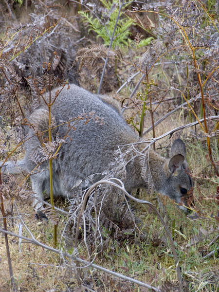 Pictures from http://homepage.mac.com/keithdavey/macropods/red-neck-wallaby-127.htm