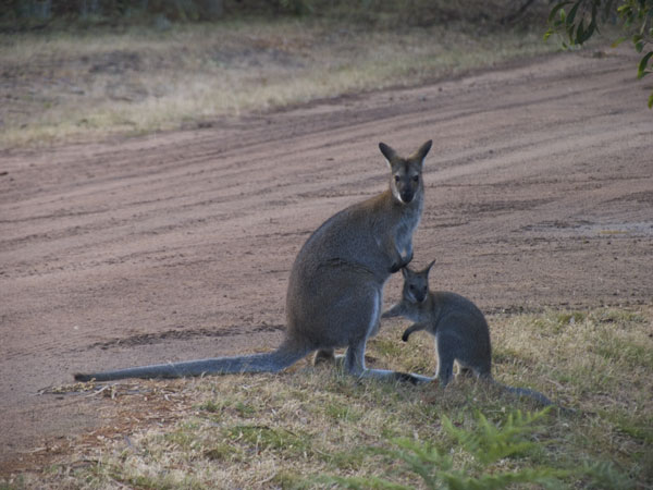 Picture from http://homepage.mac.com/keithdavey/macropods/red-neck-wallaby-130.htm
