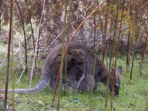 Picture from http://homepage.mac.com/keithdavey/macropods/red-neck-wallaby-134.htm