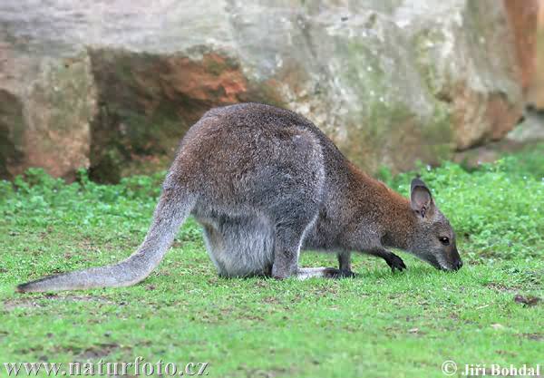 Picture found at http://www.naturephoto-cz.com/red-necked-wallaby:macropus-rufogrisens,-wallabia-rufogrisea-photo-1929.html