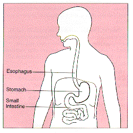 Human Stomach- www.commons.wikimedia.org