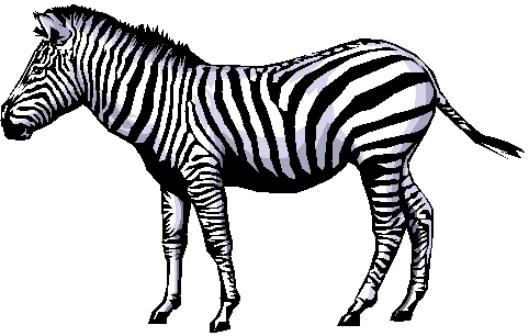 There are three main species of zebras Plains zebra or Equus quagga 