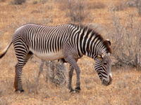 Image found at http://en.wikipedia.org/wiki/Grevy%27s_zebra