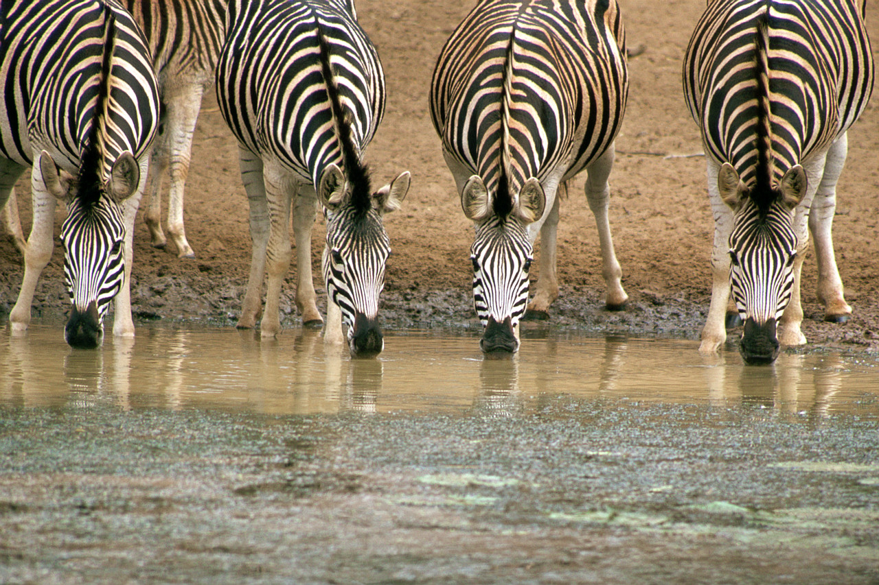Clip Art: zebras drinking [NOTE: These are not Grevy's zebra, instead plains zebras]