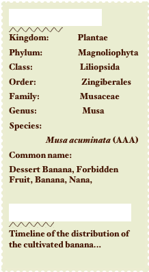 Breakdown...
￼
Kingdom:                 Plantae
Phylum:                     Magnoliophyta                                                
Class:                            Liliopsida    
Order:                           Zingiberales                          
Family:                        Musaceae
Genus:                           Musa
Species:                    
                      Musa acuminata (AAA)
Common name: 
Dessert Banana, Forbidden Fruit, Banana, Nana,  

Back to the Roots
￼
Timeline of the distribution of the cultivated banana...
