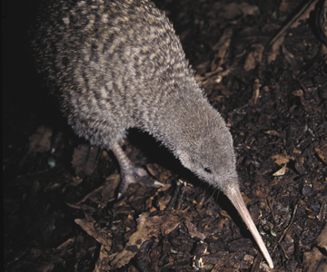 picture of great spotted kiwi