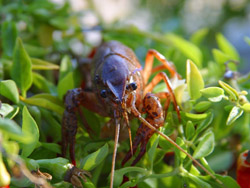 picture of crayfish
