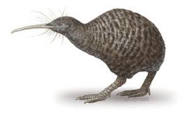 picture of the Great Spotted Kiwi