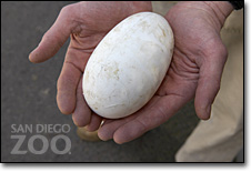 Kiwi egg