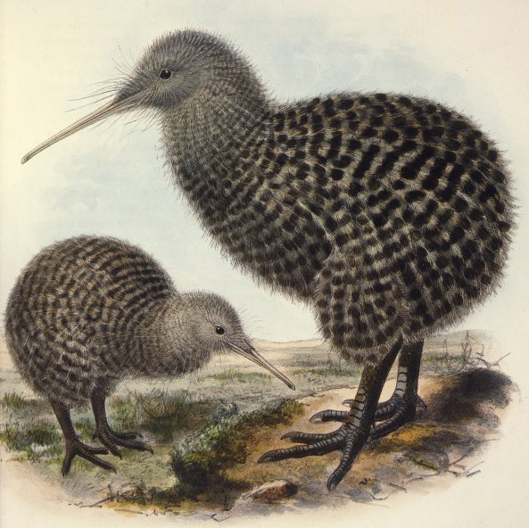 picture of Great Spotted Kiwi