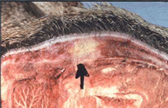 Abscess extending from antler pedicle through skull into brain.  Courtesy of Wisconsin DNR.