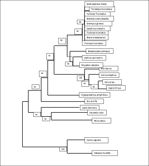 A phylogenetic tree I created.