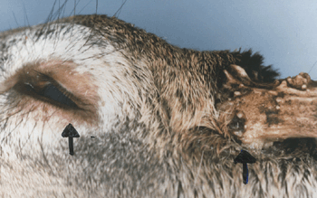 Swollen eye and pus at pedicle due to CAS.  Courtesy of Wisconsin DNR.