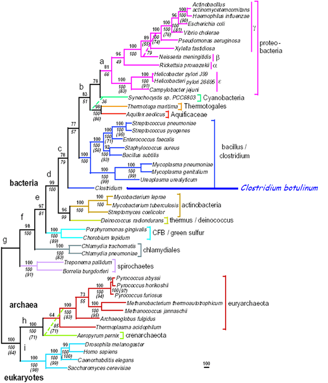 Phylogenetic tree of Bacteria