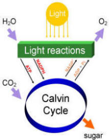 Original Photo available at - http://commons.wikimedia.org/wiki/Image:Simple_photosynthesis_overview.PNG