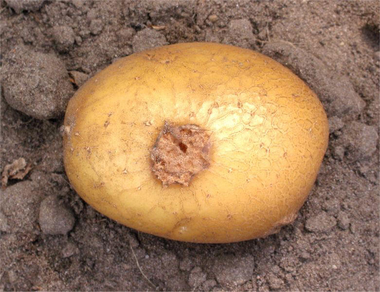 Streptomyces scabies on potato variety 'Dor', picture from free domain