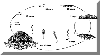 picture of the life cycle of streptomyces sp. found in free domain