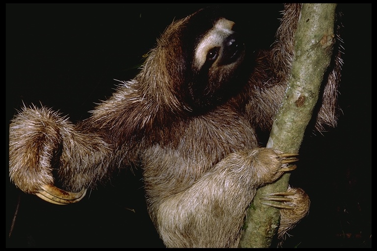 Sloth Classification Chart