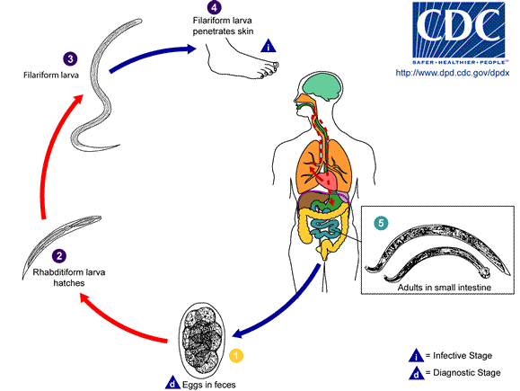 Hookworm Life Cycle- DPDx CDC