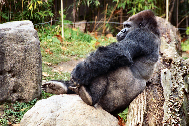 Gorilla leaning on rock