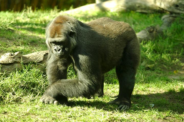 A gorilla knuckle-walking